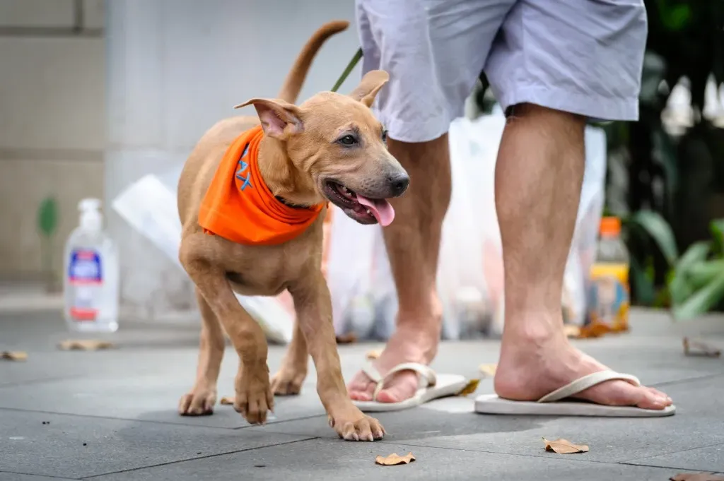 Puppy with adoption volunteer