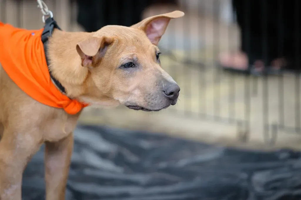 Dog at adoption drive