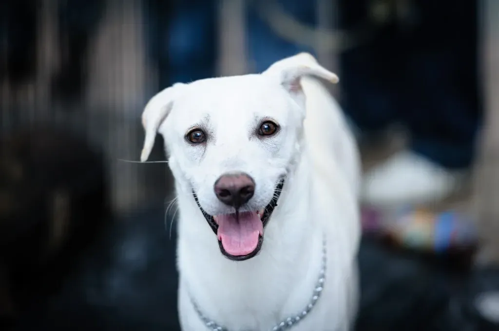 White dog looking at the camera