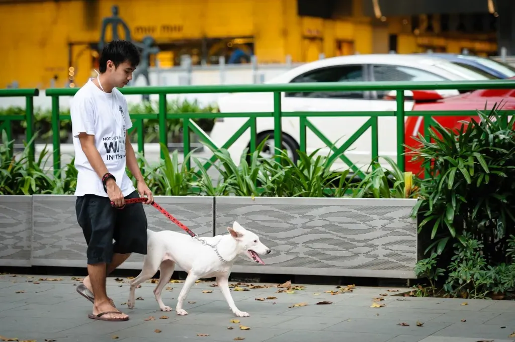 Boy walking a white dog