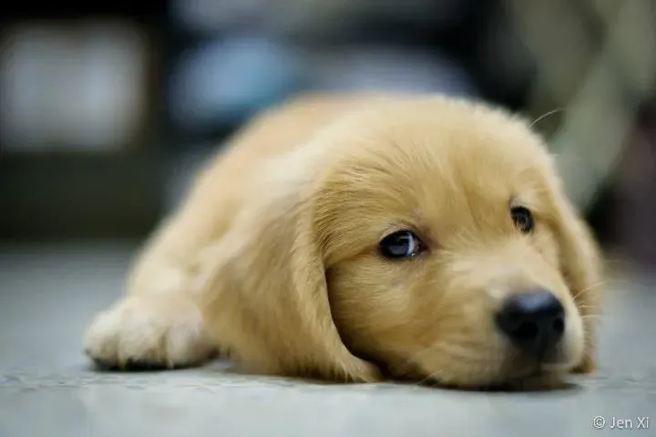 Baby Chewy