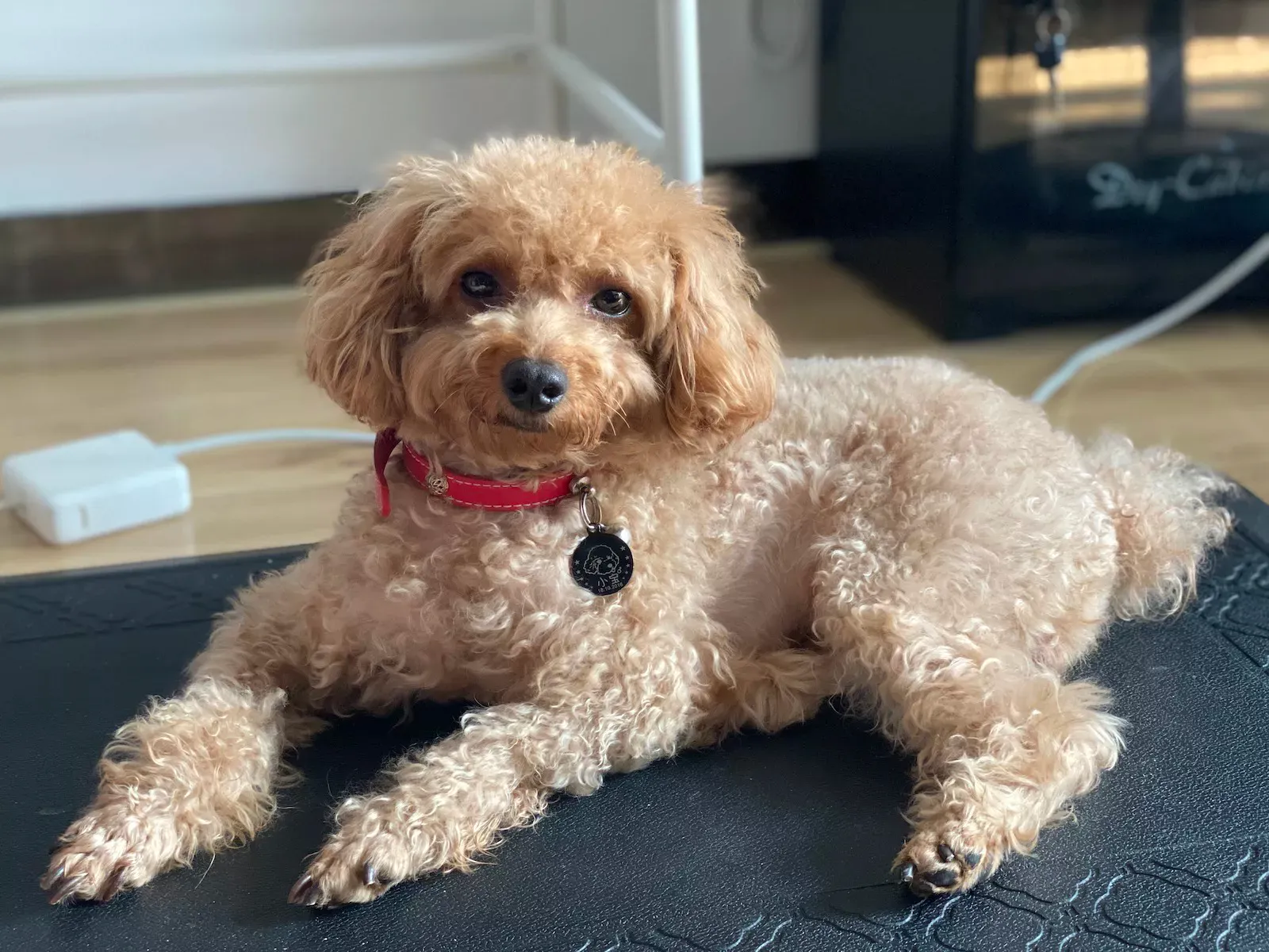 Poodle ontanding desk