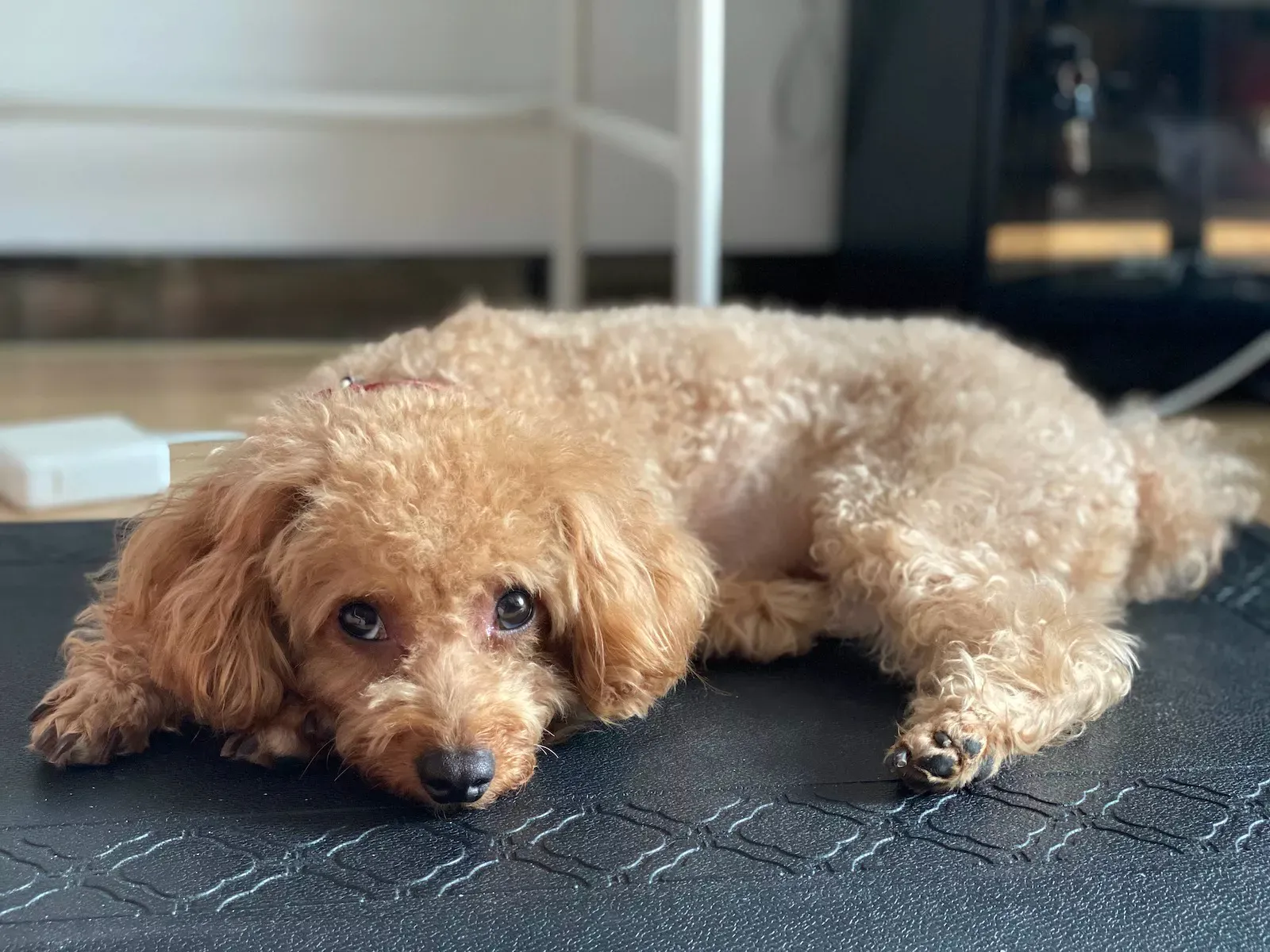 Poodle on standing desk