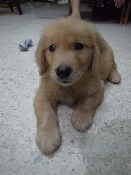 Playful Chewy
