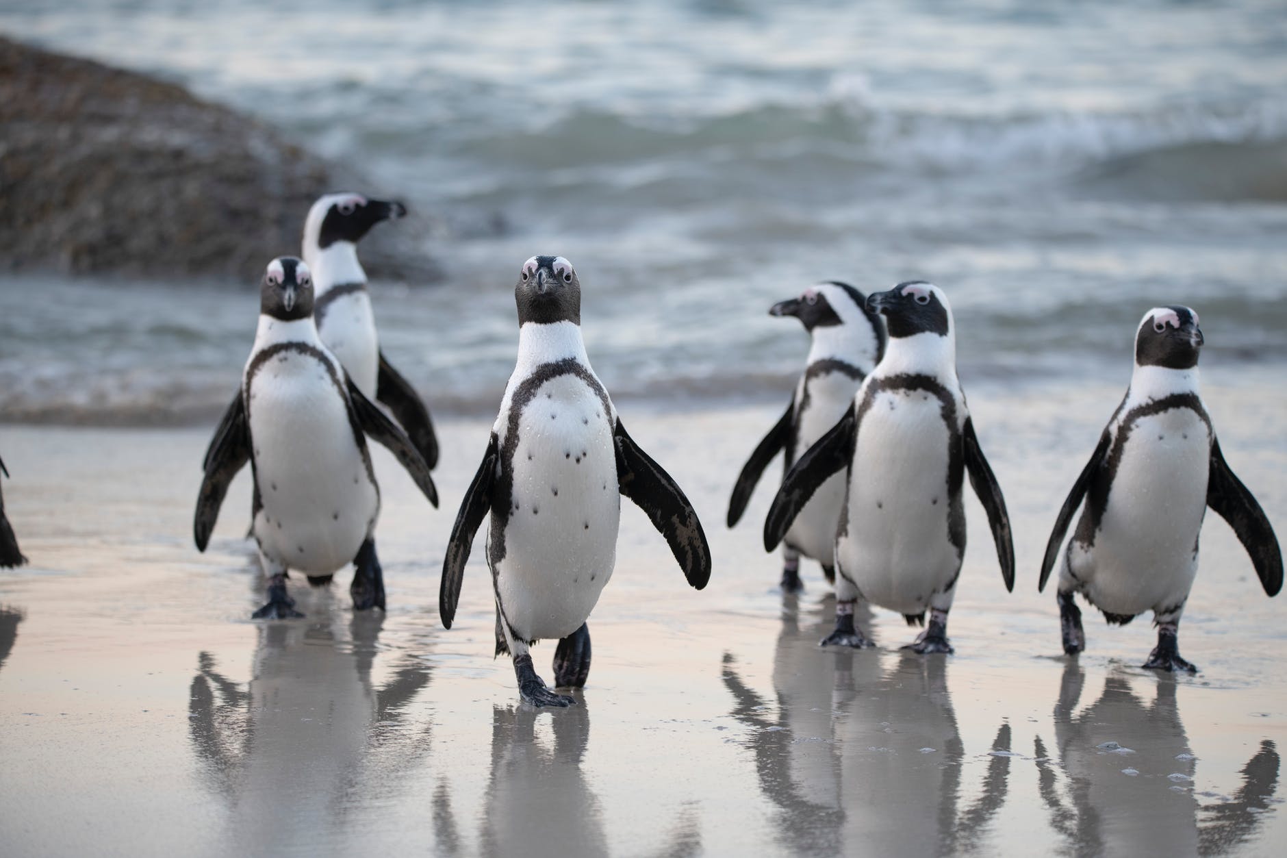 flock of penguins near sea
